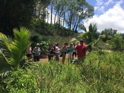 Exploring a pineapple plantation